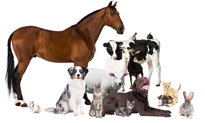 Tierschutzliga Stiftung Pferd Hund Katze Kaninchen