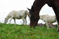 showthumb.php-3 Ein neuer Bewegungs- und Trimmpfad für unsere Ponys