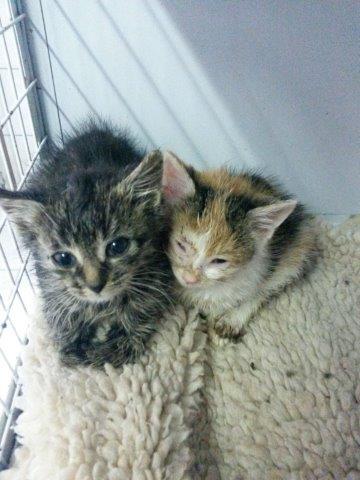 IMG-20161026-WA0023 Start-ins-Leben Patenschaft - 2 Kätzchen suchen einen Paten