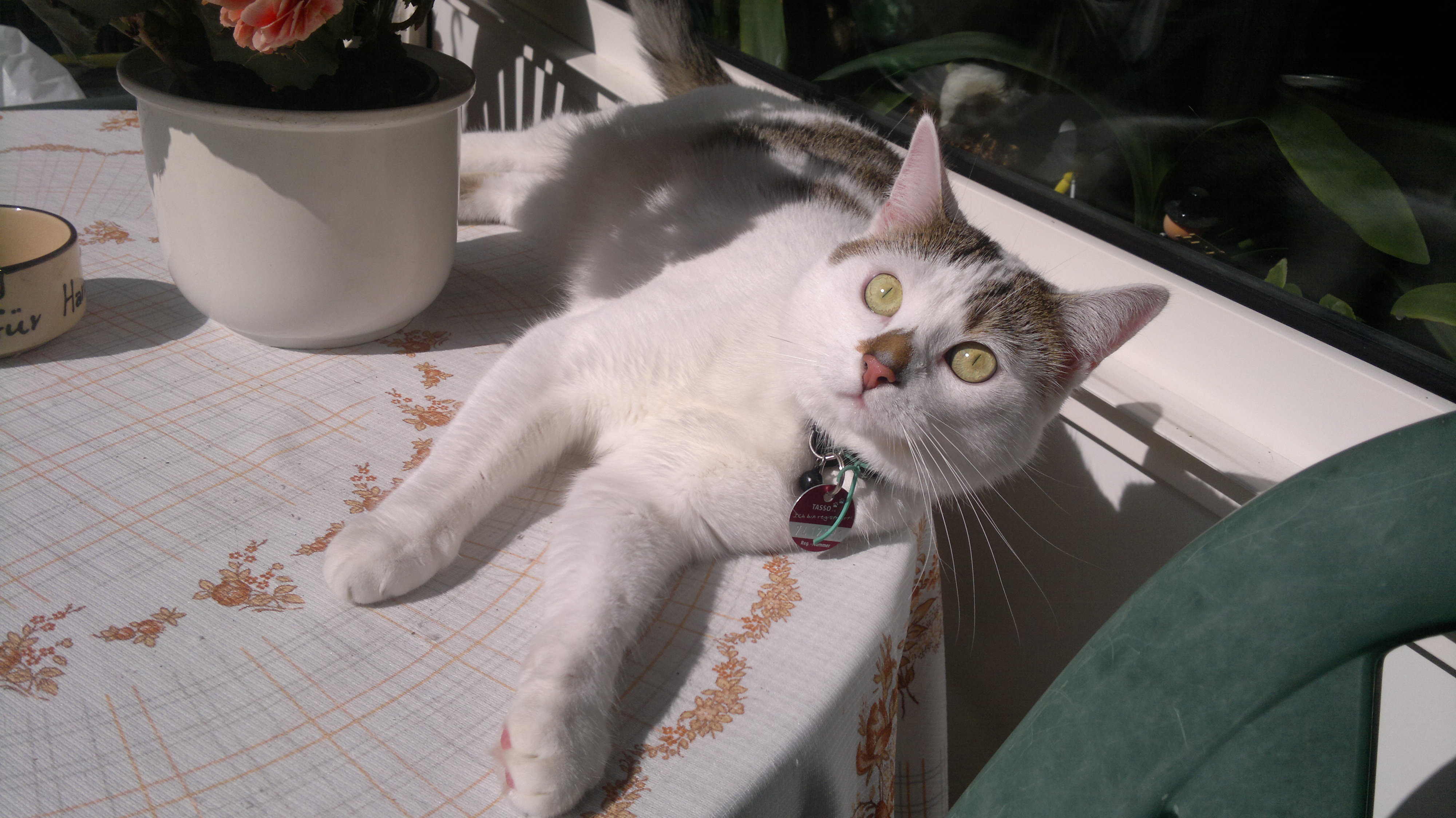 Katze Sylvanas liegt auf dem Tisch Katze Sylvanas liegt auf dem Tisch