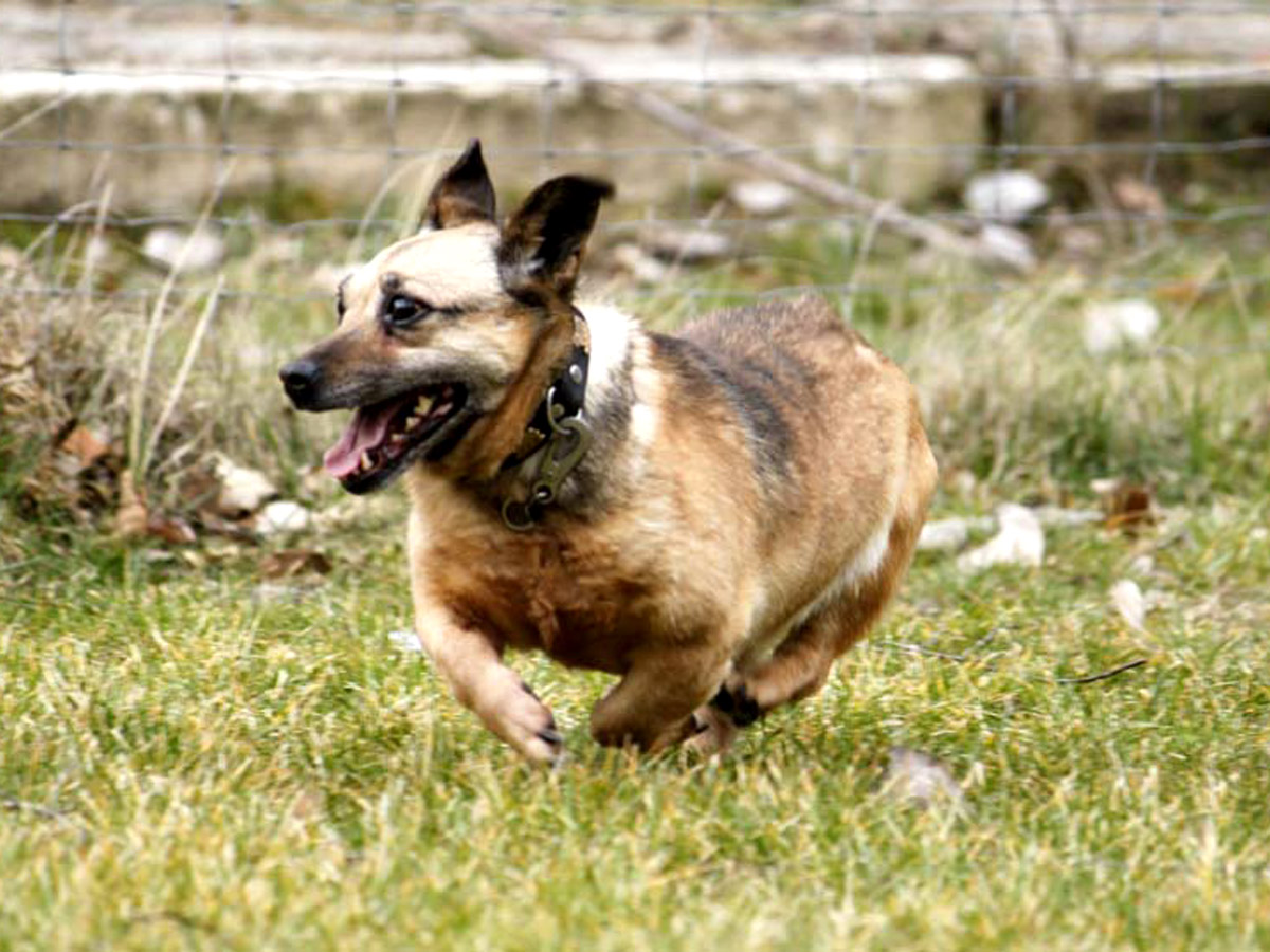 Hund-Betti-rennt-auf-wiese-vor-maschendrahtzaun Floras Auge ist nicht mehr zu retten