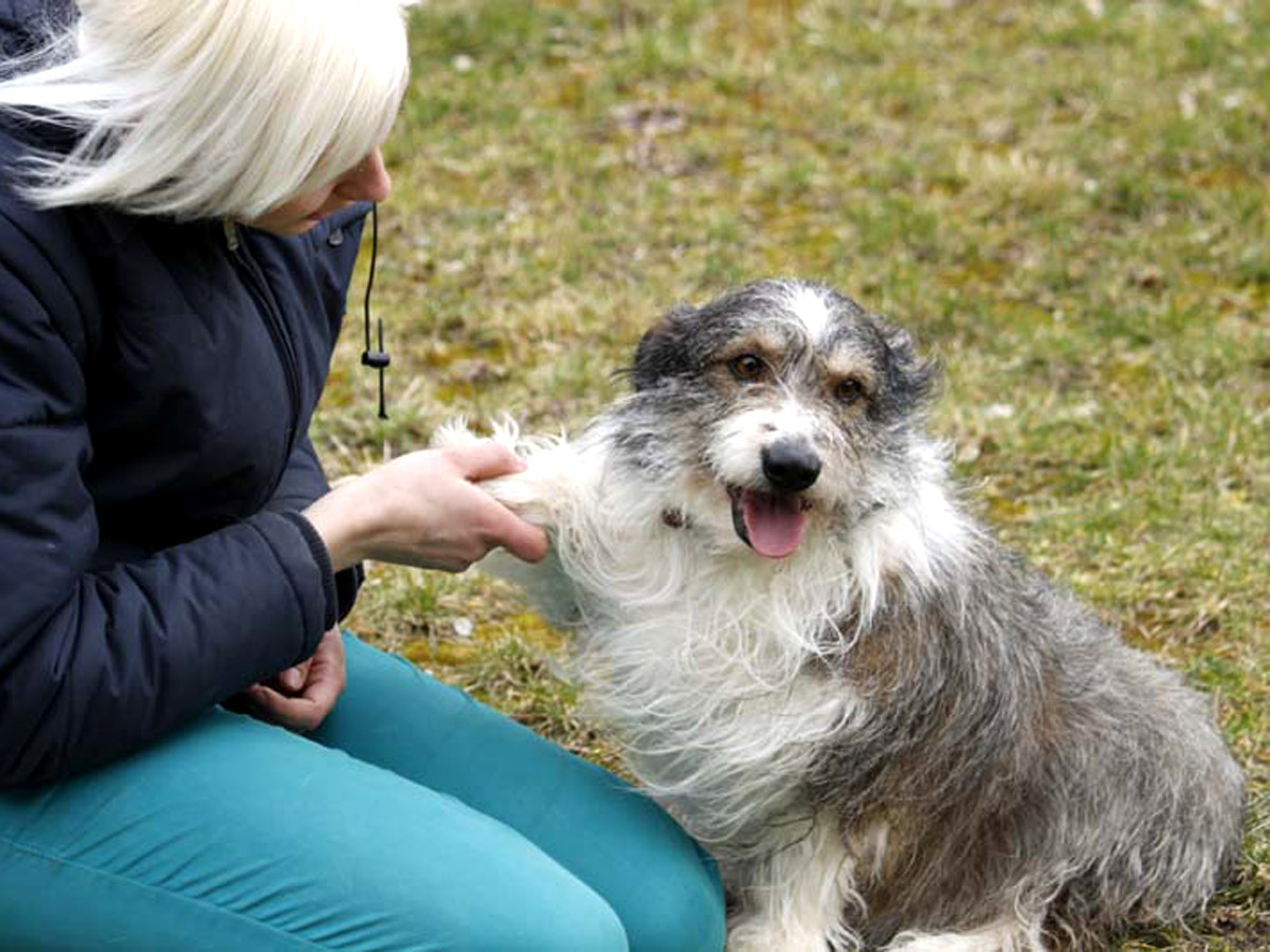 Hund-Gustav-sitzt-auf-wiese-mit-frau-pfötchen-geben Floras Auge ist nicht mehr zu retten