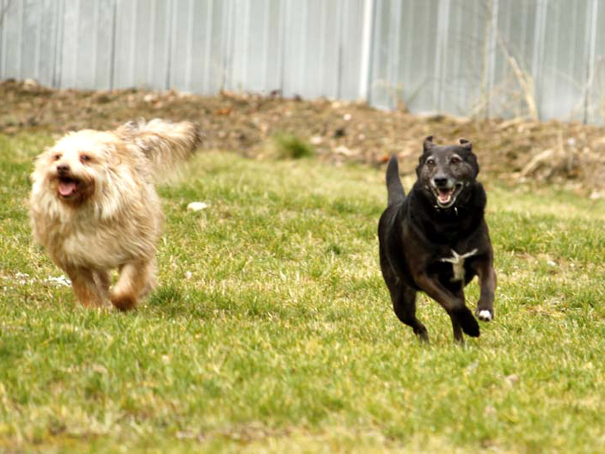 Hunde-Kathy-und-Jochen-rennen-und-spielen-auf-wiese Floras Auge ist nicht mehr zu retten