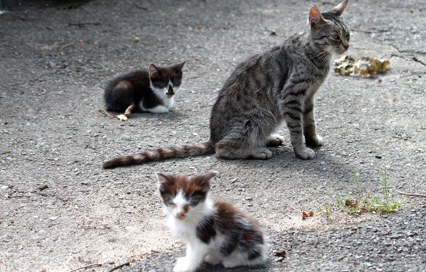 Katze-mit-Katzenkinder-auf-Schotterboden-Laub Kastration freilebender Katzen