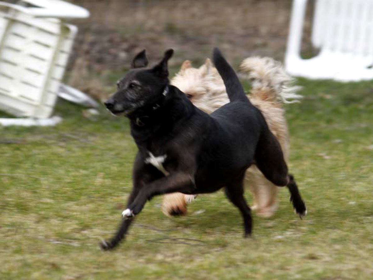 Schwarzer-hund-Kathy-rennt-auf-der-wiese Floras Auge ist nicht mehr zu retten