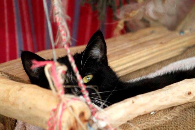 dori-katze-misshandelt-tierschutzliga-dorf-201703-4 Dori, misshandelte Katze sucht neues Zuhause