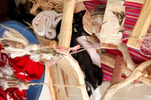 dori-katze-misshandelt-tierschutzliga-dorf-201703-5 Dori, misshandelte Katze sucht neues Zuhause