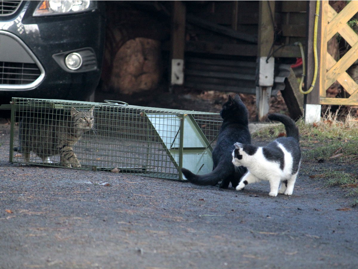 drei-Katzen-Katzenfalle-vor-Auto Kastration frei lebender Katzen im SPN - Gebiet