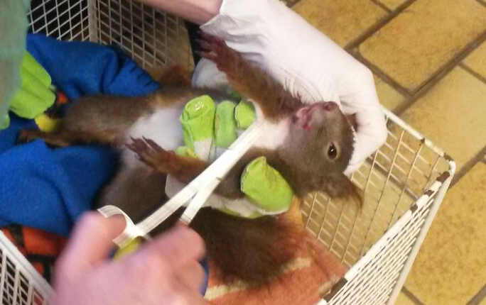 eichhörnchen-verletzt-behandlung-zähne-tierschutzliga-dorf Eichhörnchen schwer verletzt gefunden