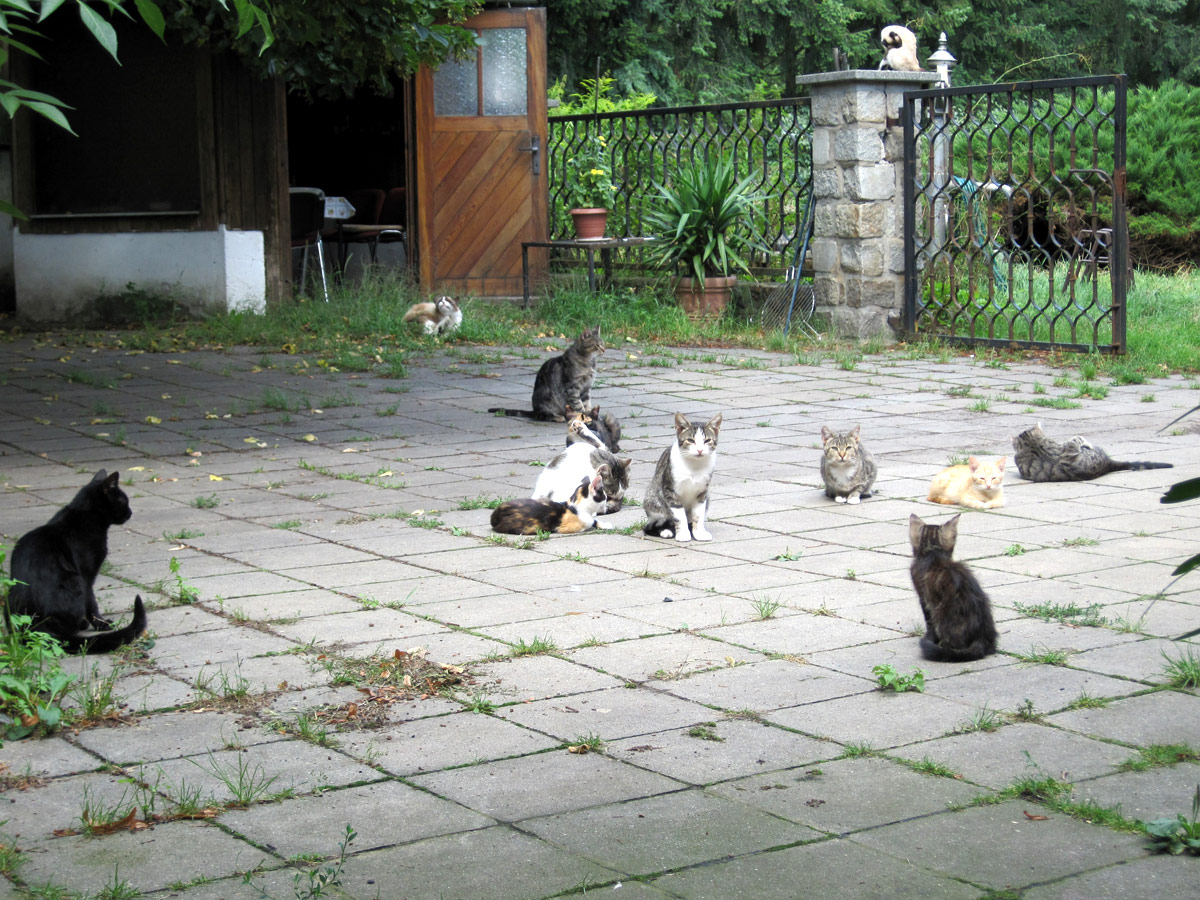 freilebende-Katzen-auf-Stein-vor-Zaun-offene-Tür Kastration frei lebender Katzen im SPN - Gebiet