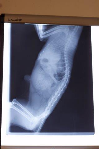 omi-katze-autounfall-tierschutzliga-dorf-röntgenbild-MG_0762 Autounfall - sie drohte zu ersticken