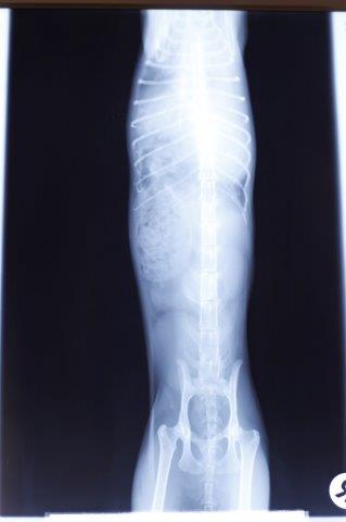 omi-katze-autounfall-tierschutzliga-dorf-röntgenbild1-MG_0760 Autounfall - sie drohte zu ersticken
