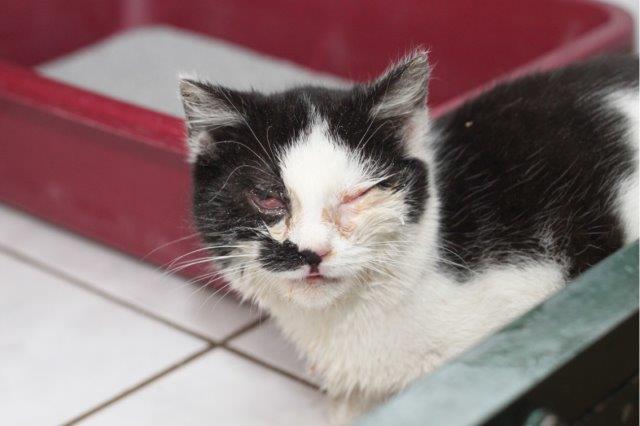 paula katze krank kastration vorbeugen tierschutzliga dorf