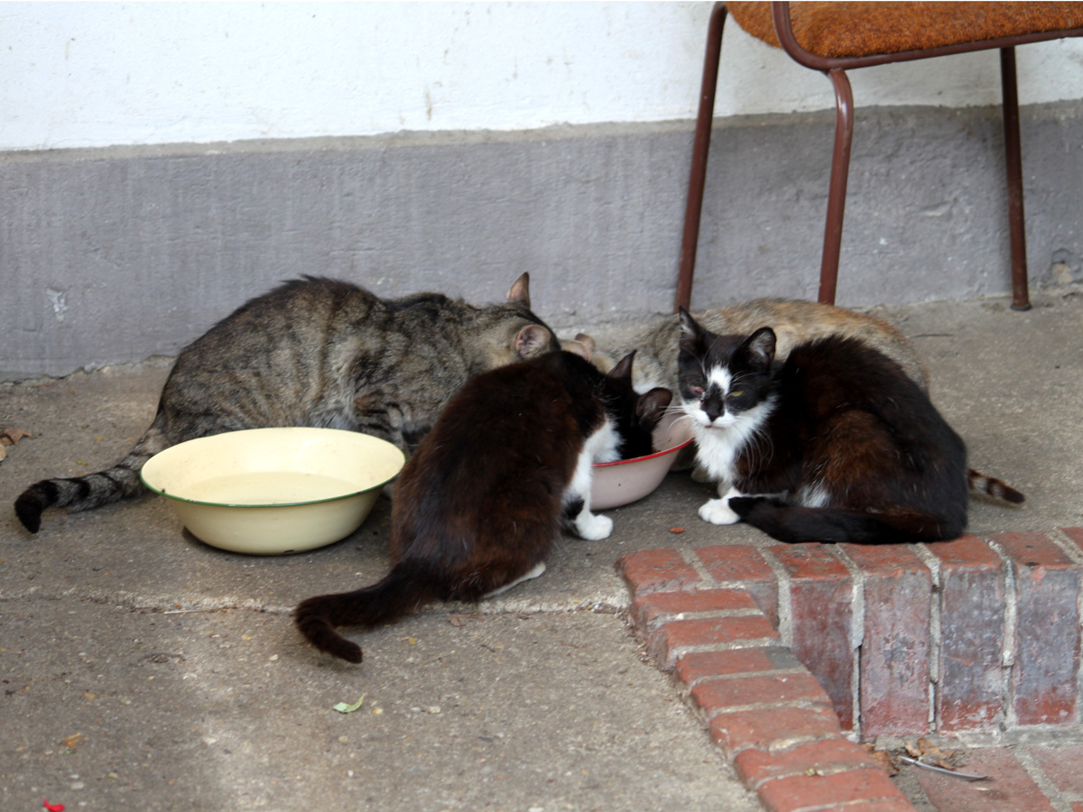 vier-Katzen-futtern-aus-Napf-vor-Steinwand Kastration frei lebender Katzen im SPN - Gebiet