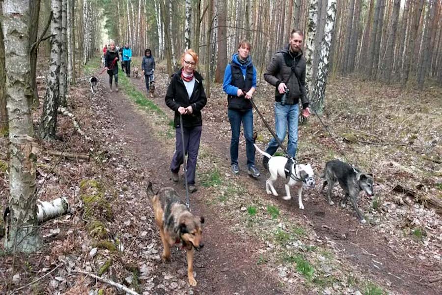 Hundewanderung-Gassigeher-mit-hunden-im-wald Tierheimhunde - lustige Truppe geht auf Wanderschaft