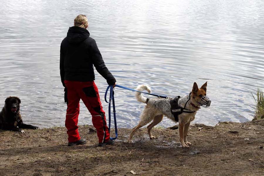 Hundewanderung-frau-mit-hunde-am-wasser Tierheimhunde - lustige Truppe geht auf Wanderschaft