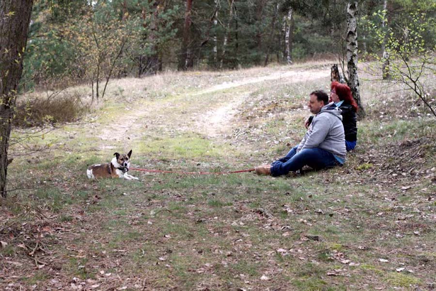Hundewanderung-hund-an-langer-leine Tierheimhunde - lustige Truppe geht auf Wanderschaft