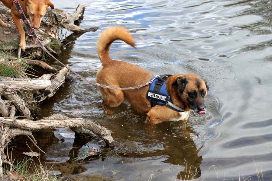 Hundewanderung-hund-geht-baden Tierheimhunde - lustige Truppe geht auf Wanderschaft