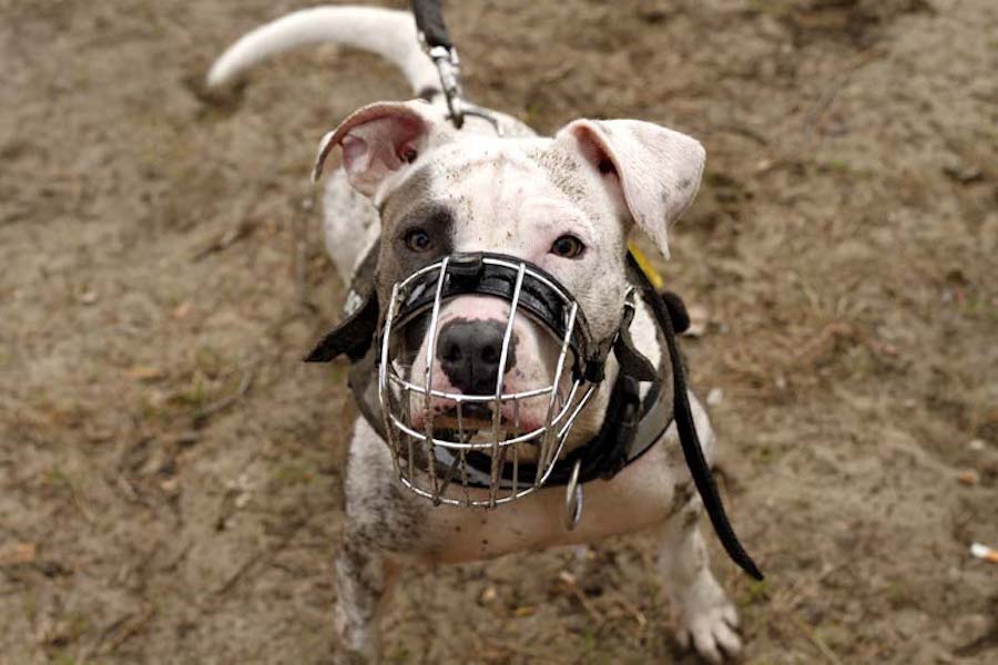 Hundewanderung-hund-mit-leine-und-maulkorb Tierheimhunde - lustige Truppe geht auf Wanderschaft