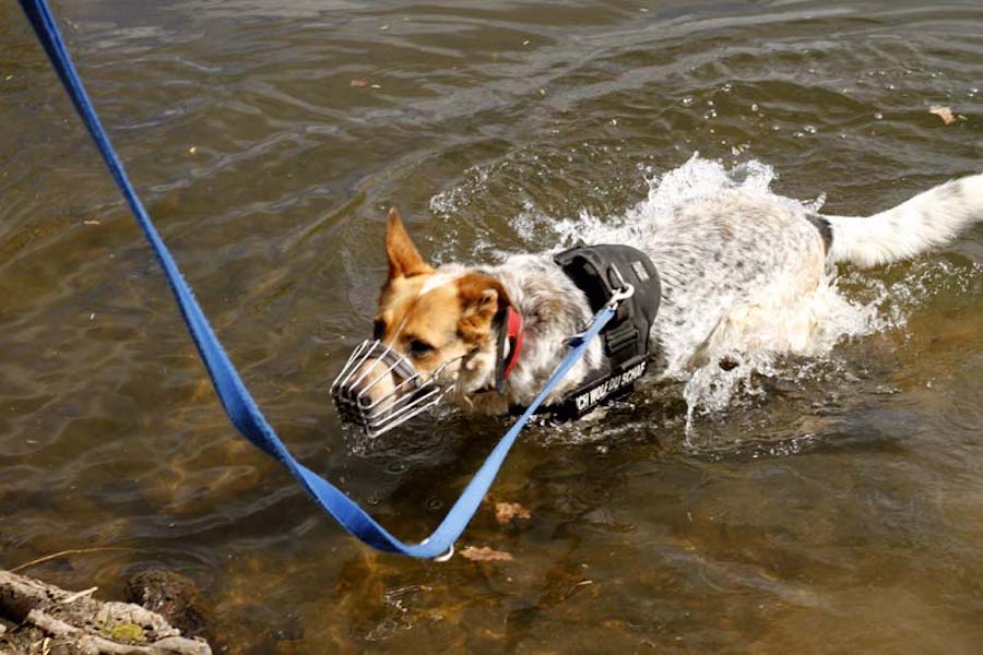 Hundewanderung-hund-mit-maulkorb-im-wasser Tierheimhunde - lustige Truppe geht auf Wanderschaft
