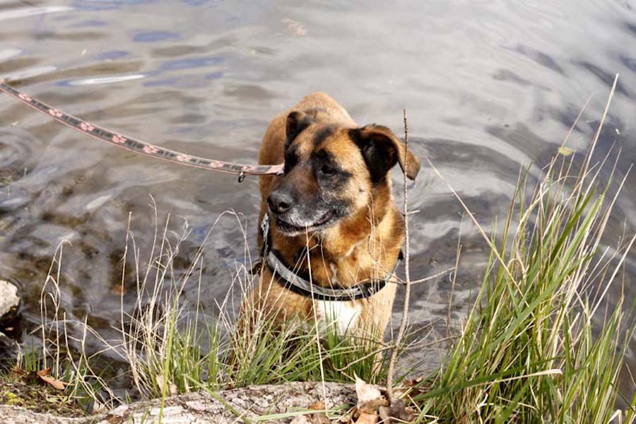 Hundewanderung-hund-schaut-aus-wasser Tierheimhunde - lustige Truppe geht auf Wanderschaft