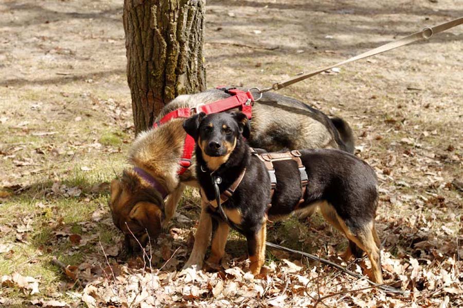 Hundewanderung-hund-schnuppert-im-laub Tierheimhunde - lustige Truppe geht auf Wanderschaft