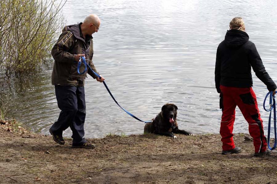 Hundewanderung-hund-sitzt-im-wasser-mann-will-gehen Tierheimhunde - lustige Truppe geht auf Wanderschaft