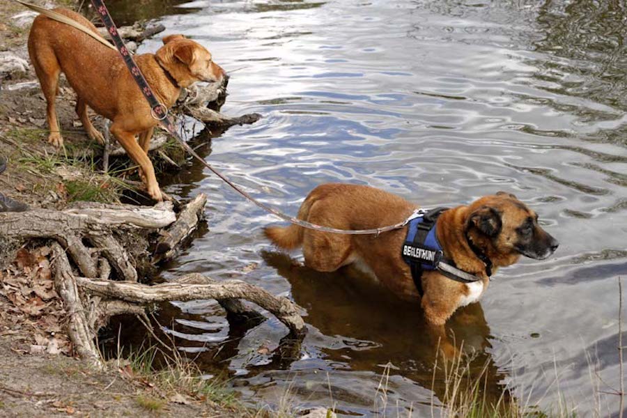 Hundewanderung-hunde-am-wasser Tierheimhunde - lustige Truppe geht auf Wanderschaft
