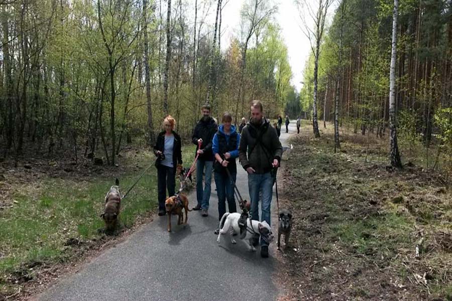 Hundewanderung-hunde-gehen-spazieren-durch-den-wald Tierheimhunde - lustige Truppe geht auf Wanderschaft