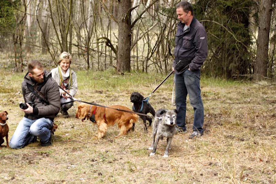 Hundewanderung-hunde-mit-gassigeher Tierheimhunde - lustige Truppe geht auf Wanderschaft