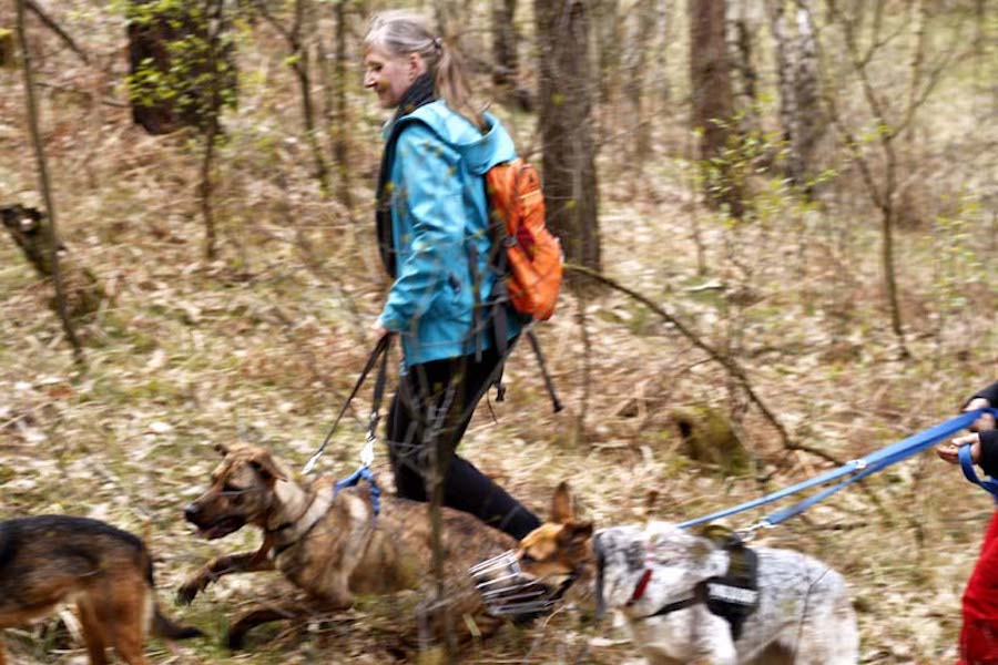 Hundewanderung-hunde-ziehen-an-leine Tierheimhunde - lustige Truppe geht auf Wanderschaft