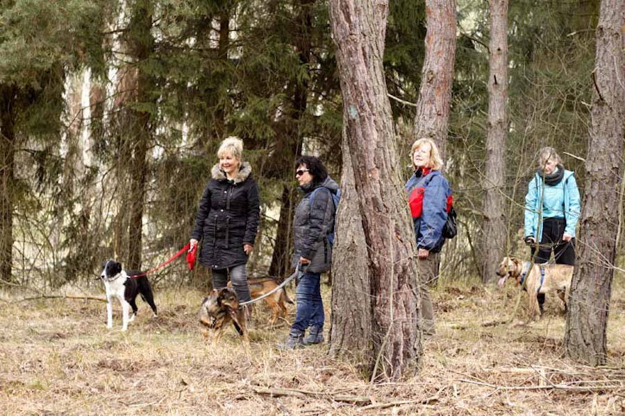 Hundewanderung-im-wald-mit-vielen-hunden Tierheimhunde - lustige Truppe geht auf Wanderschaft