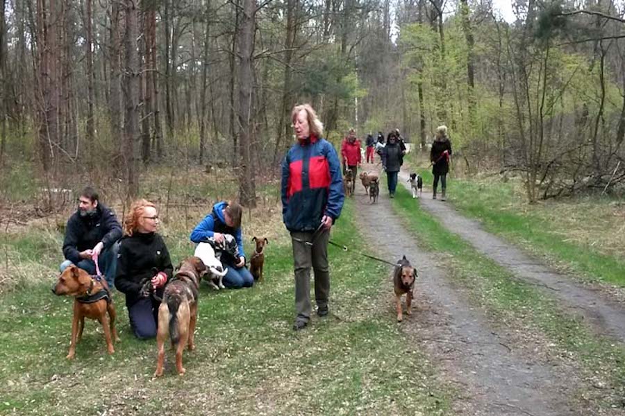 Hundewanderung-rast-im-wald-viele-hunde Tierheimhunde - lustige Truppe geht auf Wanderschaft