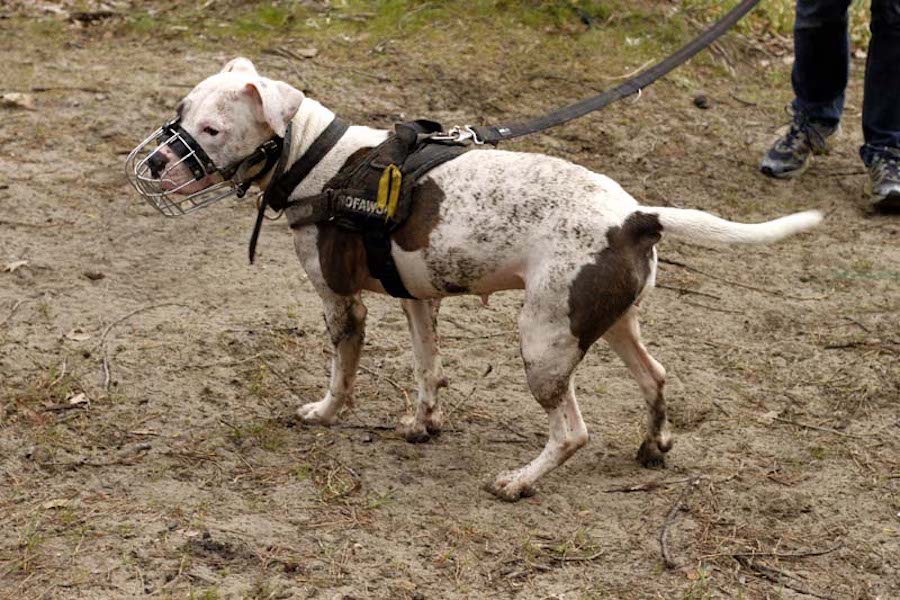 Hundewanderung-weiss-brauner-hund-mit-maulkorb-an-leine Tierheimhunde - lustige Truppe geht auf Wanderschaft