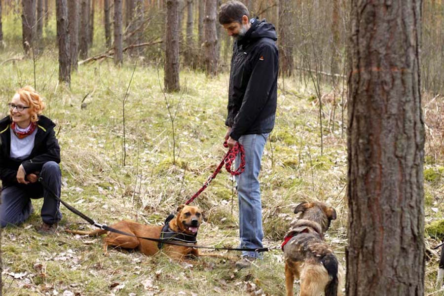 Hundewanderung-zwei-hunde-an-leine-im-wald Tierheimhunde - lustige Truppe geht auf Wanderschaft