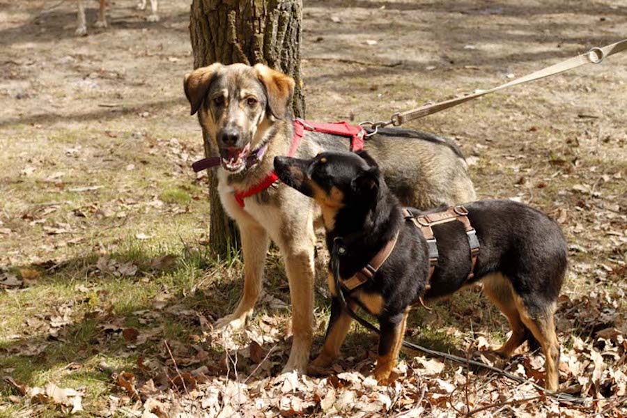 Hundewanderung-zwei-hunde-vor-baum Tierheimhunde - lustige Truppe geht auf Wanderschaft