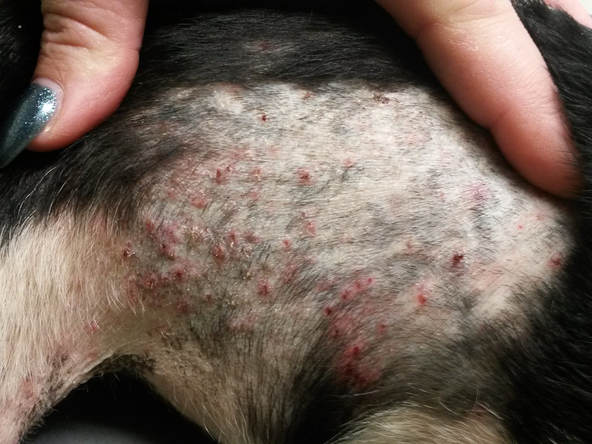 Hund-mit-rasierten-fell-und-hautentzündungen Notfellchen Fonds