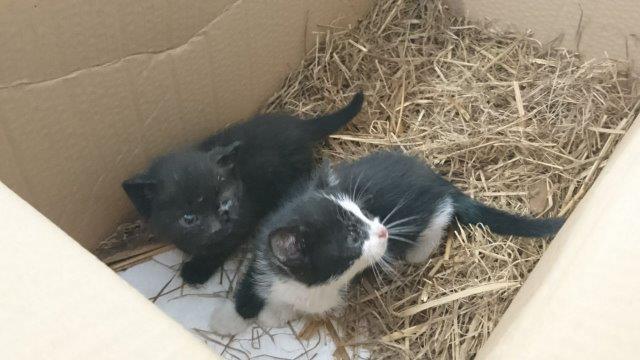 katzen-ausgesetzt-karton-stroh Wieder Katzenbabys im Karton ausgesetzt