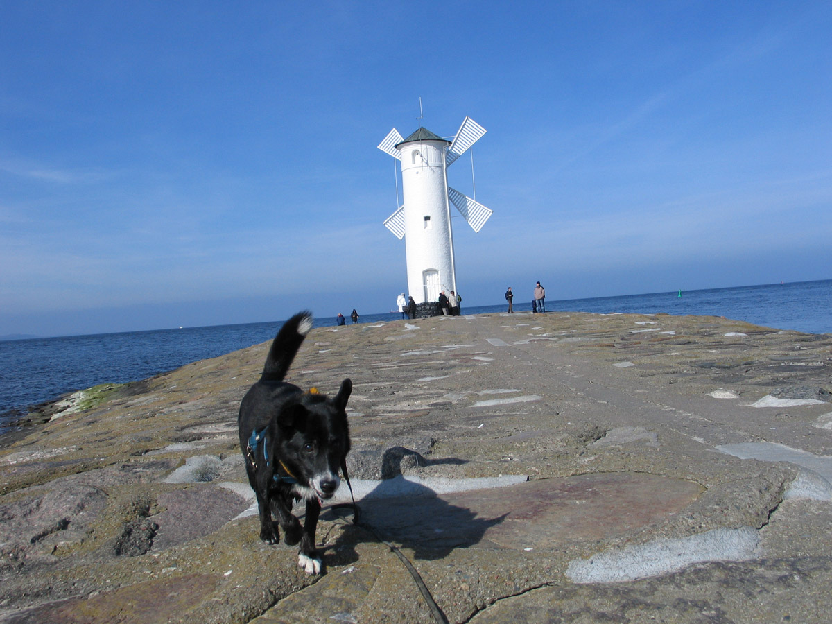 schwarzer-hund-mit-windmühle Patentiere erzählen - Lukas und Bessi