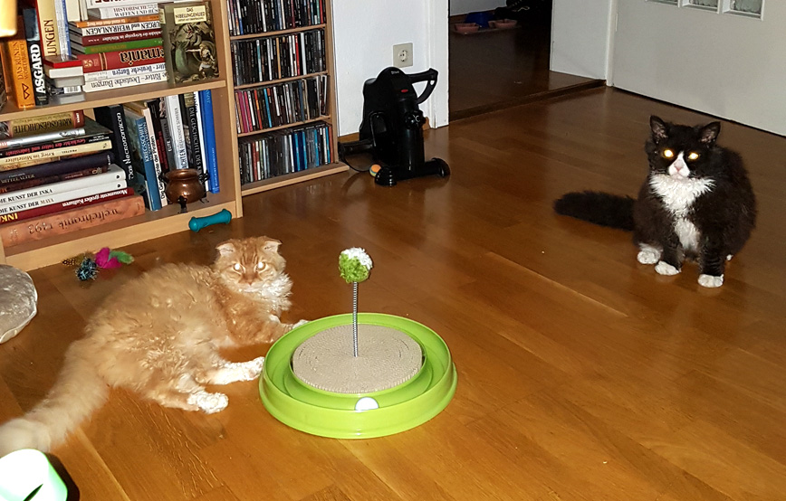zwei-katzen-liegen-auf-dem-holzfussboden Viele Grüße von Loki und Scrootch