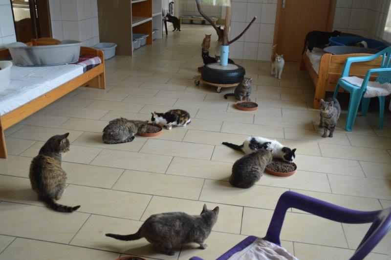 Katzenfütterung-im-Gnadenhof-Netzschkau-1 Katzen Altersruhesitz Netzschkau