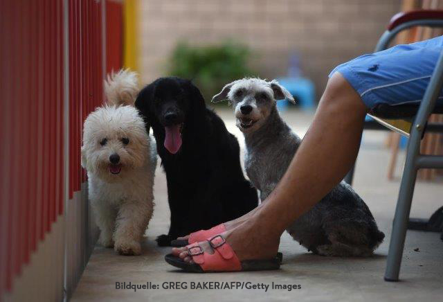 china-hunde-essen-beine Werden nun doch wieder Hunde gegessen? -  Chinesisches Yulin-Festival