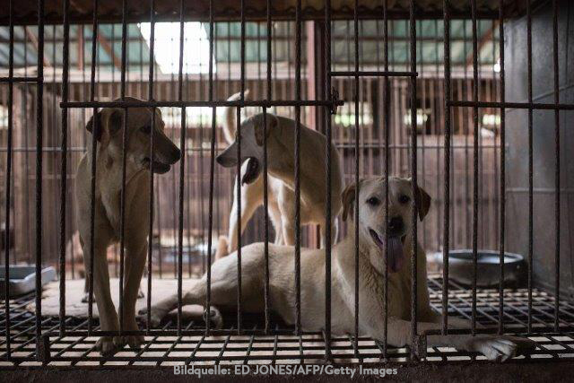 china-hunde-essen-käfig Werden nun doch wieder Hunde gegessen? -  Chinesisches Yulin-Festival
