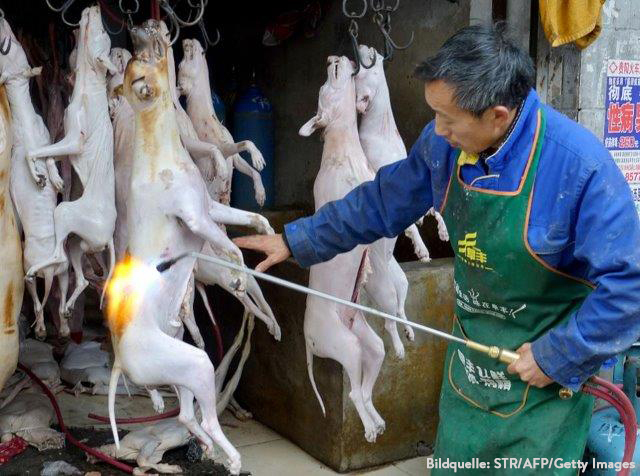 china-hunde-essen-tot-abflämmen-mann-brenner Werden nun doch wieder Hunde gegessen? -  Chinesisches Yulin-Festival