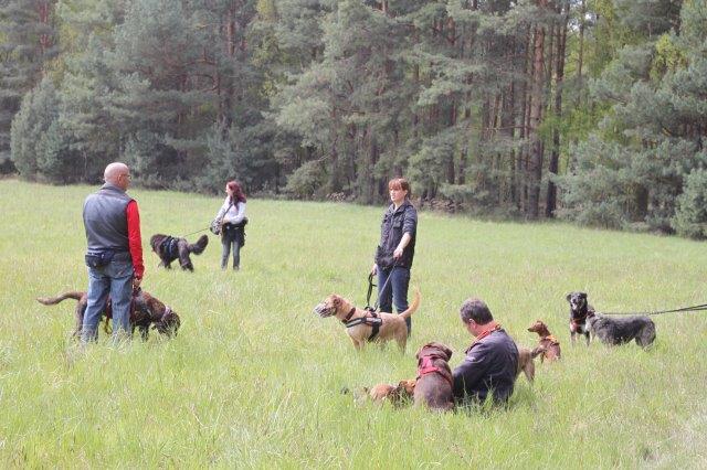 ehrenamt-gassigeher-wiese Ehrenamt – Gassigehen mit Tierheimhunden