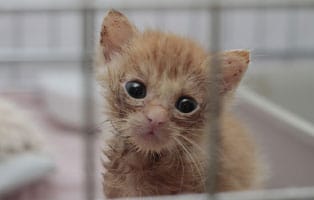 kranke-katze3 Katzenelend - Wir brauchen Hilfe