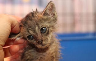 kranke-katze4 Katzenelend - Wir brauchen Hilfe