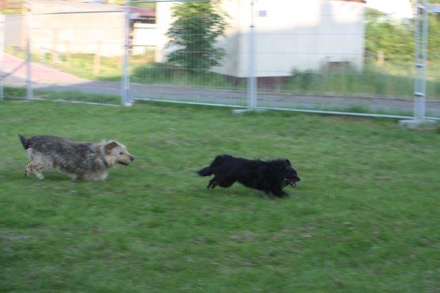 zaun-hundeauslauf-hunde-rennen Es ist vollbracht - Unser neuer Zaun ist fertig
