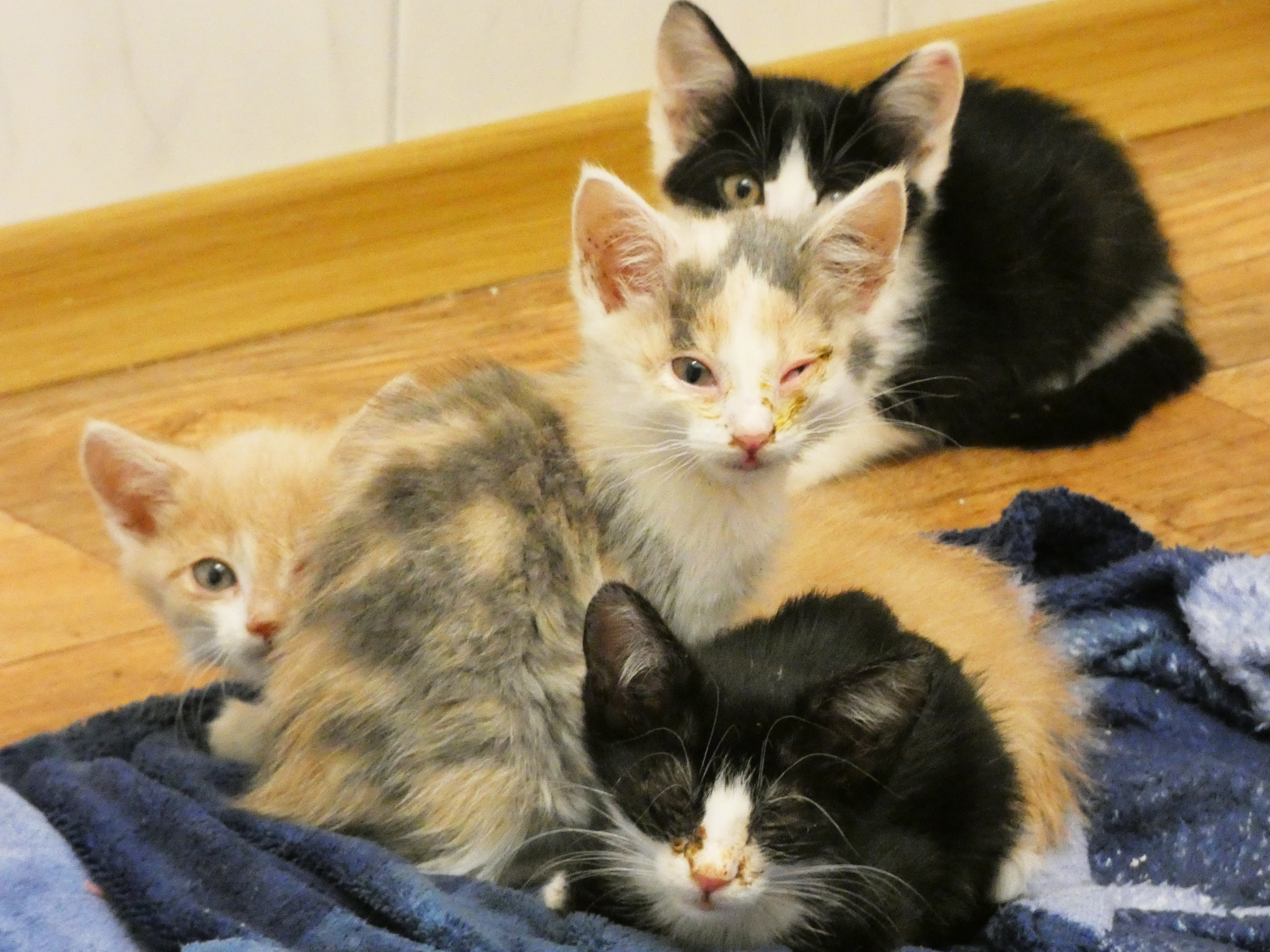 katzenschnupfen kastrieren