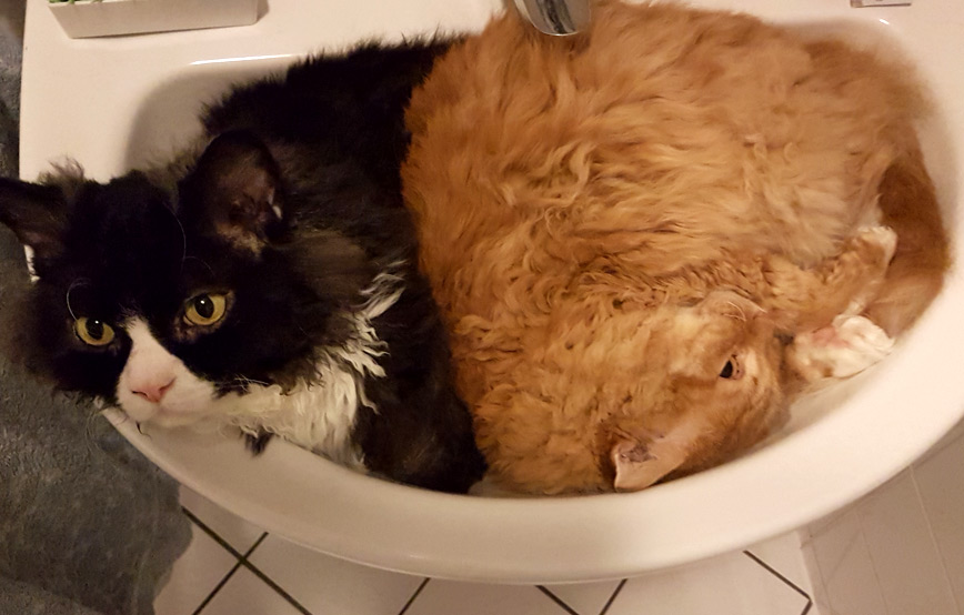 zwei-katzen-liegen-im-waschbecken Viele Grüße von Loki und Scrootch